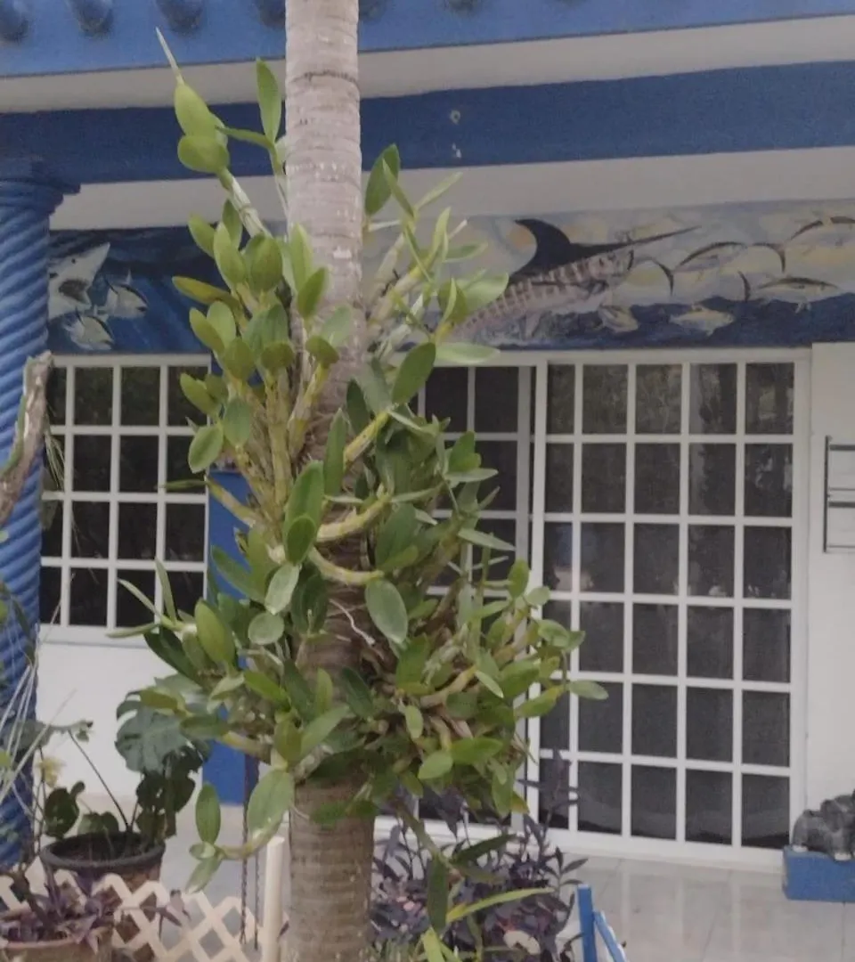Las Palapas De Punta Allen 0*,