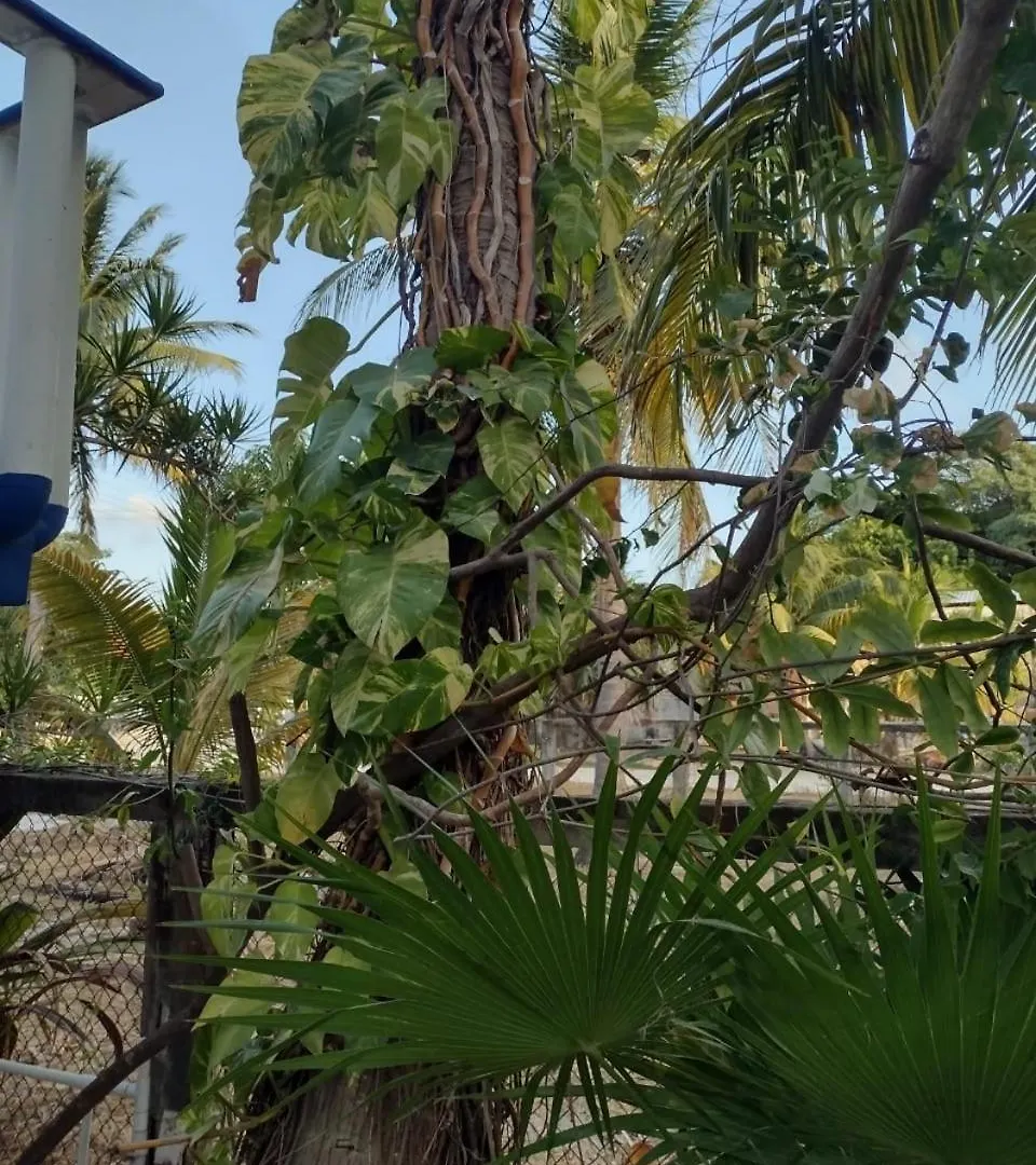 Pensionat Las Palapas De Punta Allen