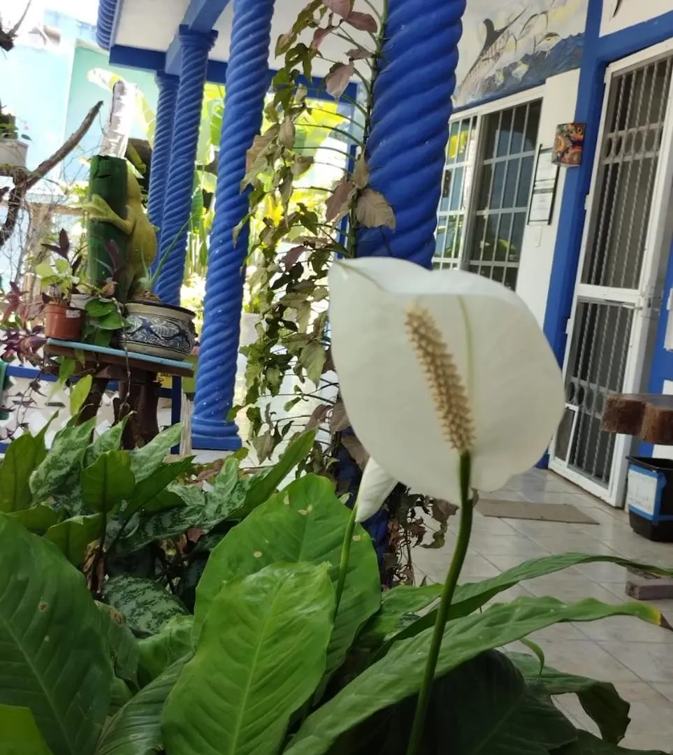 Pensionat Las Palapas De Punta Allen Mexiko