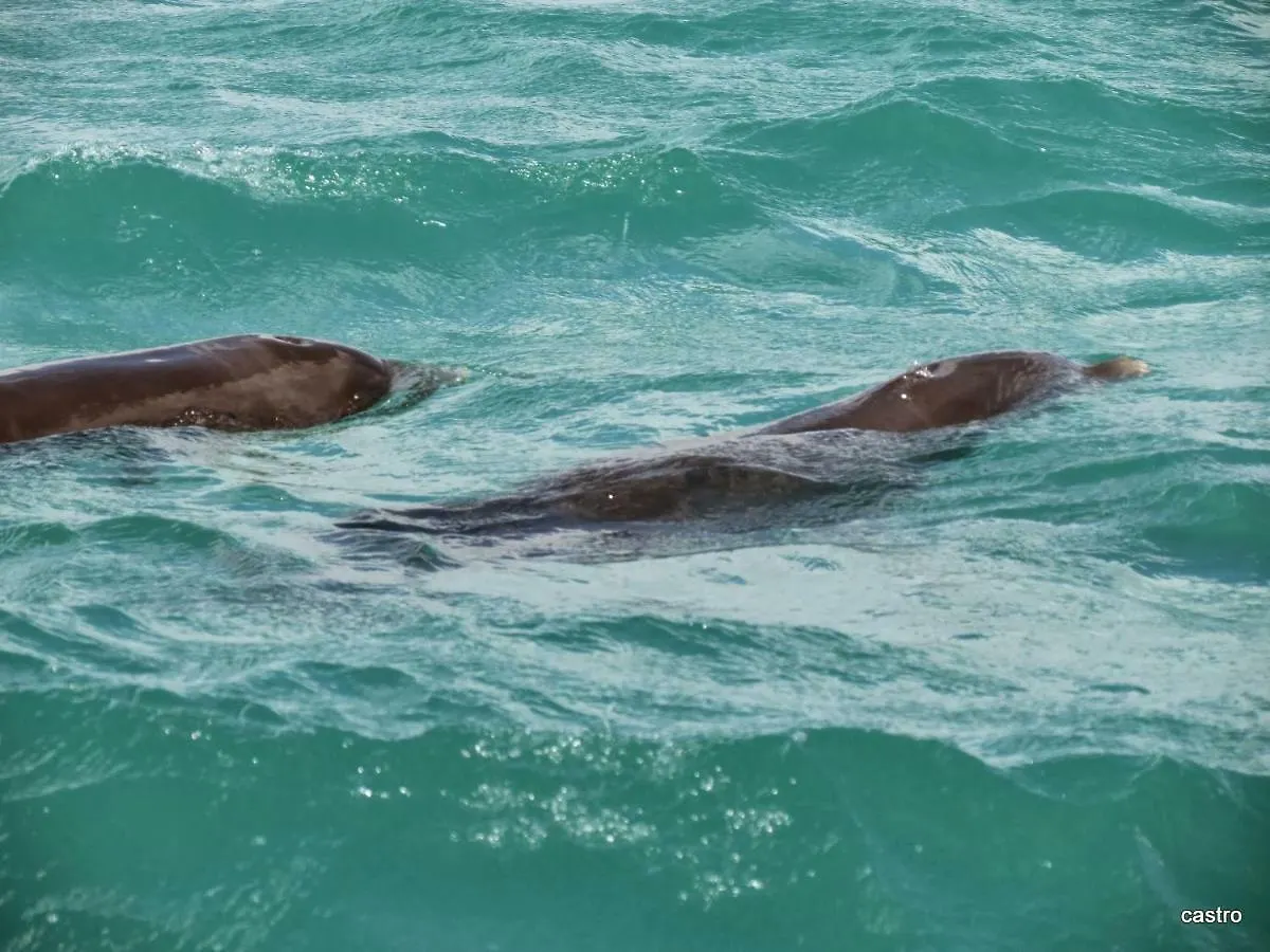 Las Palapas De Punta Allen 0*,